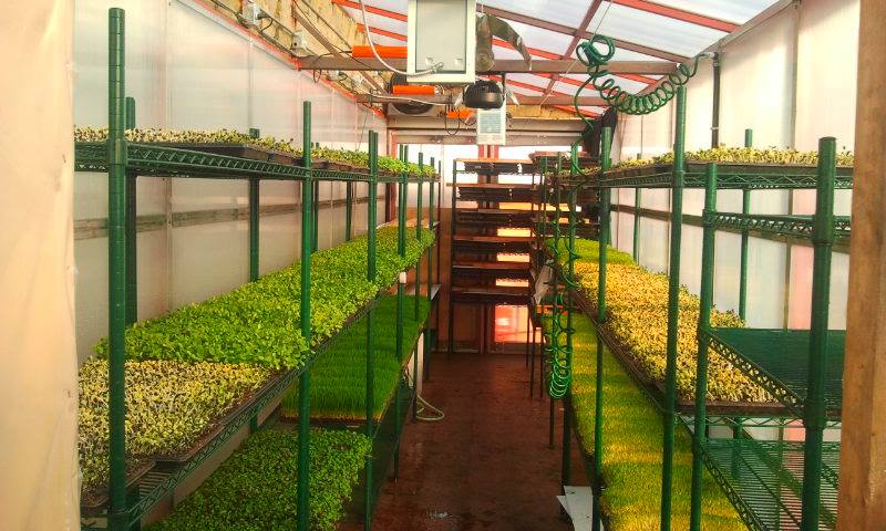 Microgreen greenhouse | My Blog