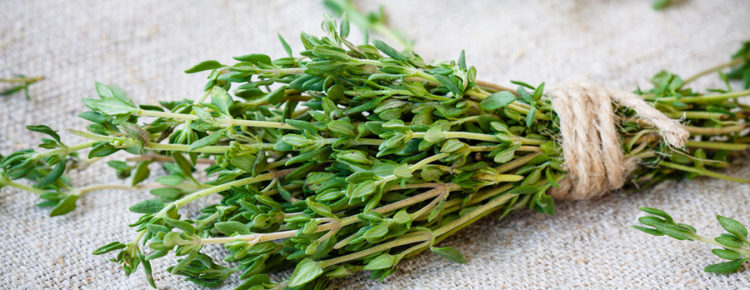 Thyme stress and fatigue