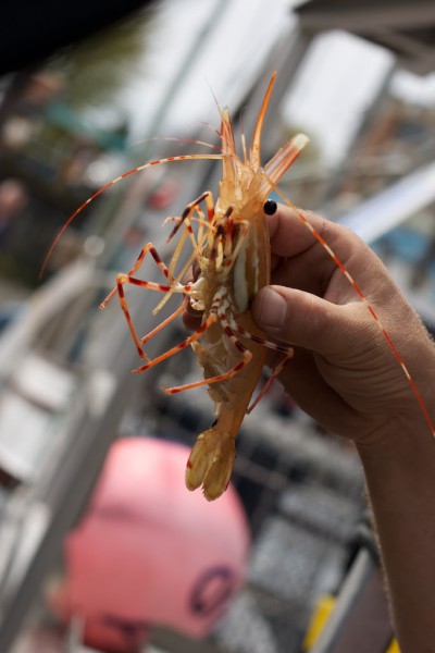 At the Spot Prawn Festival you can buy prawns fresh from the ocean