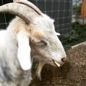 Meet Gilbert, a resident at Okanagan Crush Pad Winery.