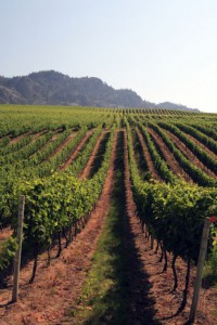 Osoyoos Vineyards. Photo credit Destination Osoyoos 