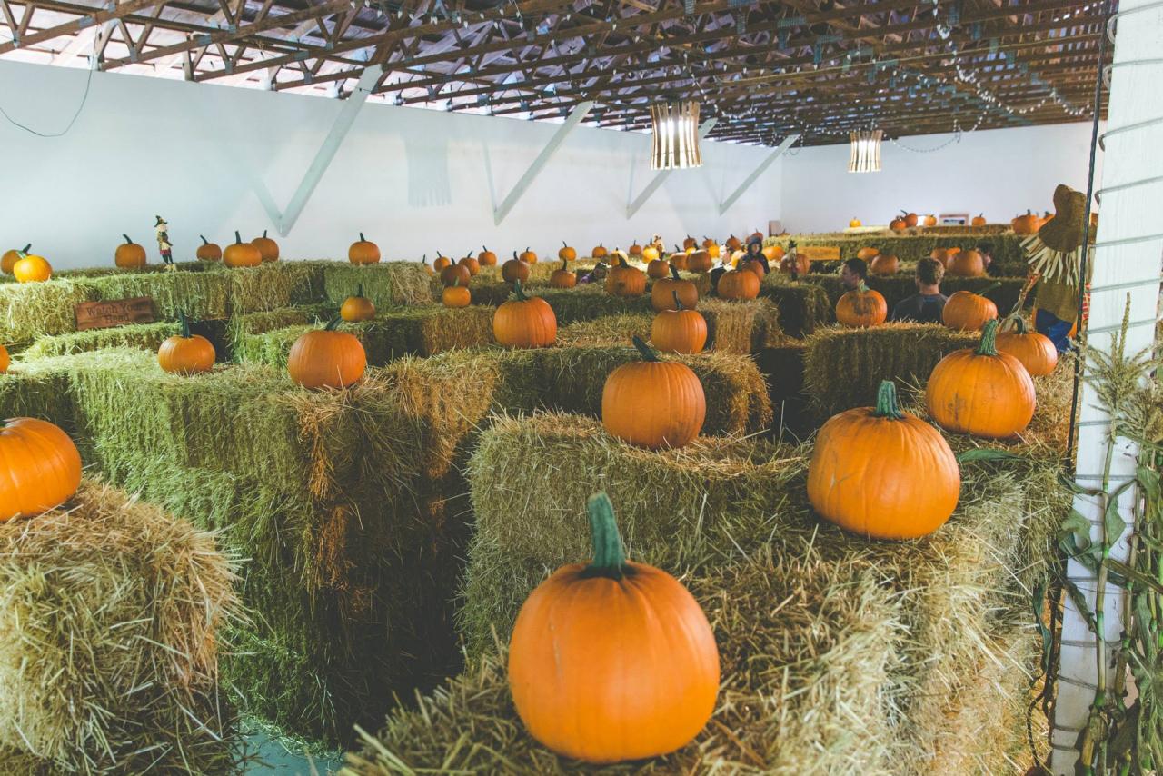 pumpkin maze