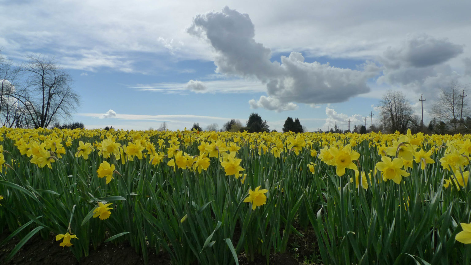 MarketMonday vendor Warmerdam Specialty Daffodils My VanCity