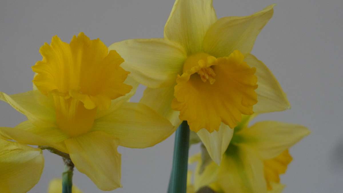 #MarketMonday vendor Warmerdam Specialty Daffodils - My VanCity