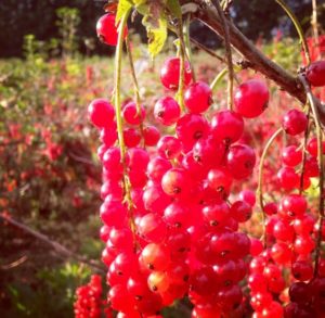 currants red