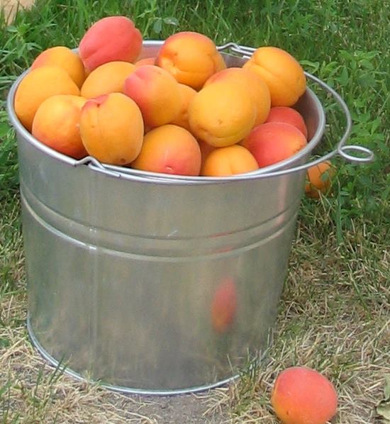 klippers apricots