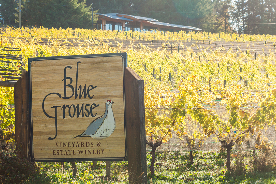 Blue Grouse Winery Old Island Vines, New Classic Wines My VanCity