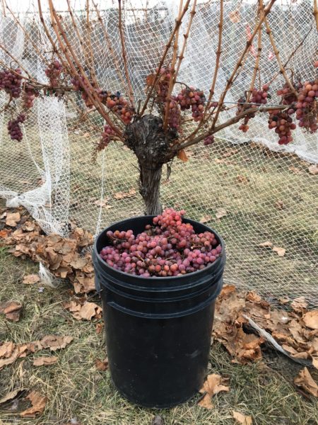 St Hubertus Winery bucket of grapes  from BC Wine Institute 