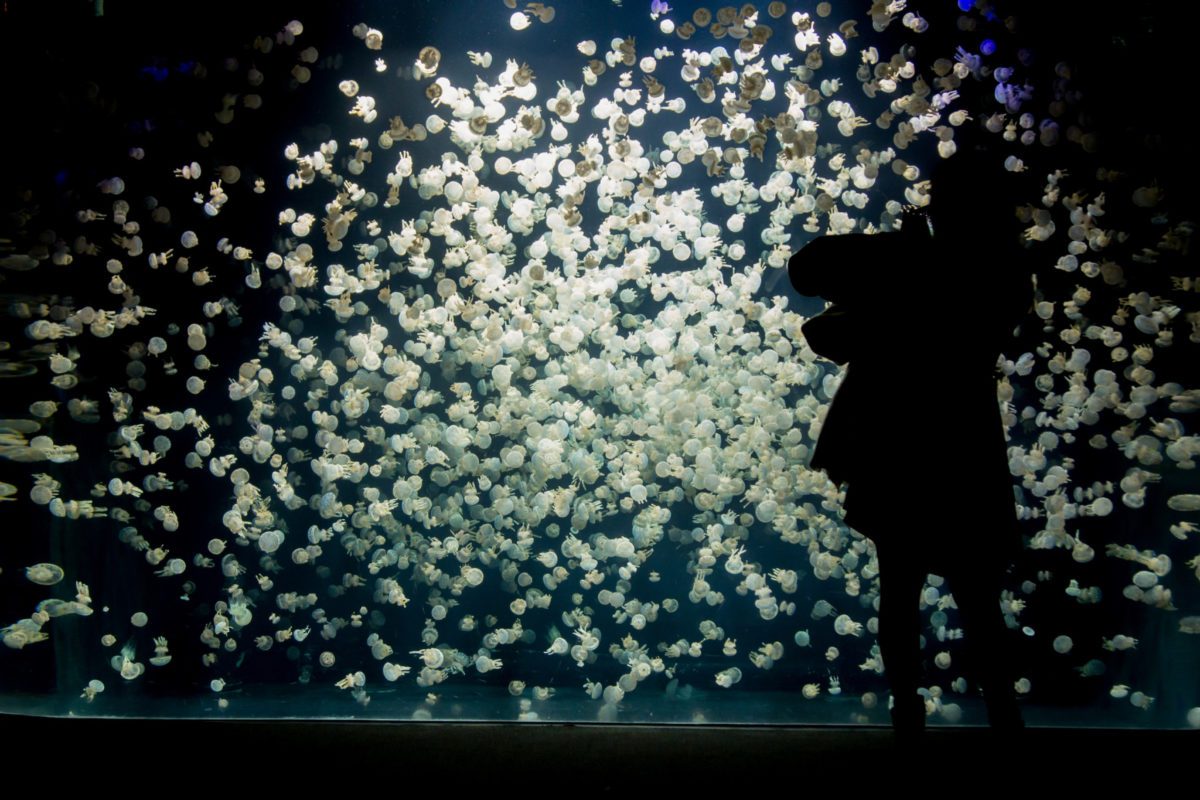 YOU BETTER WORK, FISH! CELEBRATE PRIDE AT VANCOUVER AQUARIUM’S AFTER