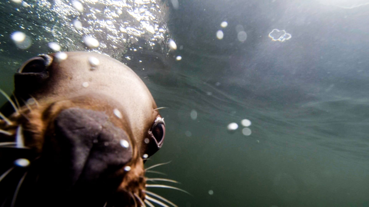 CELEBRATE SUMMER LOVE AT VANCOUVER AQUARIUM'S AFTER HOURS - Vancouver Aquarium Steller Sea Lion 2 1200x675