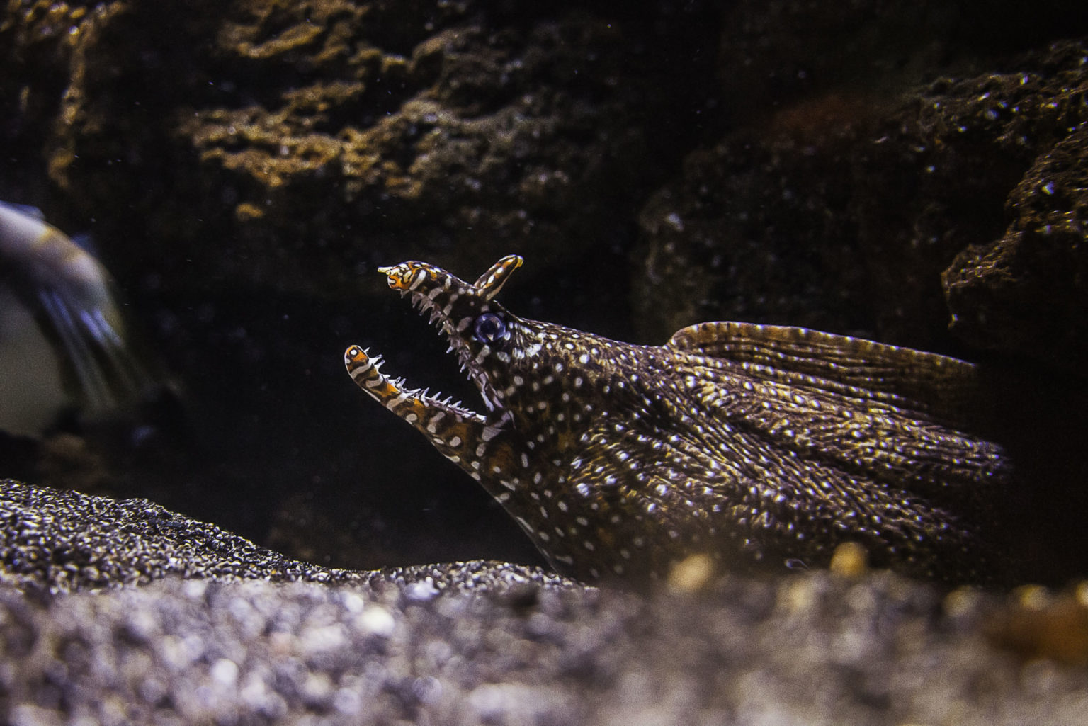 CELEBRATE SUMMER LOVE AT VANCOUVER AQUARIUM’S AFTER HOURS My VanCity