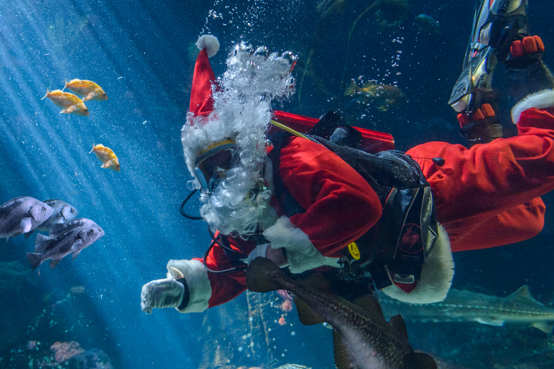 The best things to do in Vancouver in winter Scuba Claus Photo Credit Vancouver Aquarium