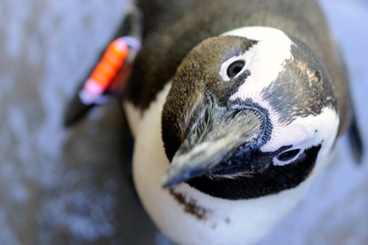 CELEBRATE SUMMER LOVE AT VANCOUVER AQUARIUM’S AFTER HOURS My VanCity