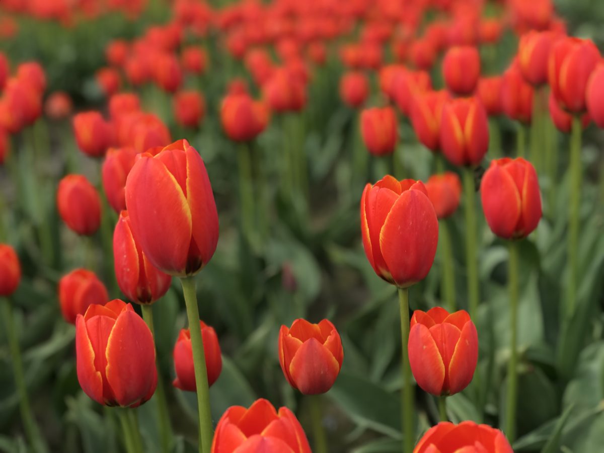 10,000 Live Tulips Bloom at Metropolis at Metrotown, January 26 My
