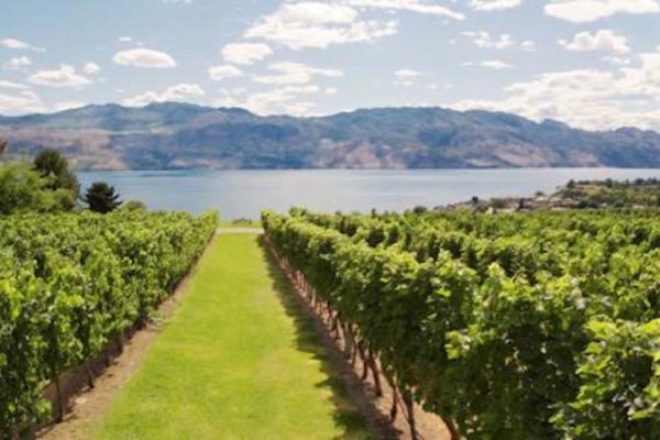 Quails’ Gate Winery August News & Events/BC Pinot Noir Celebration August 17