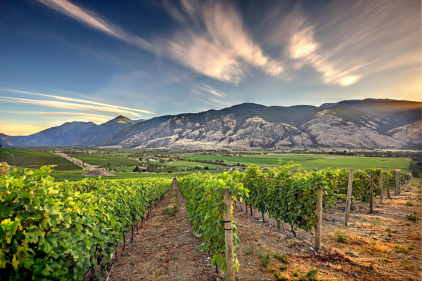 Wines for the Wine Enthusiast, Collector or Connoisseur Vanessa Vineyard