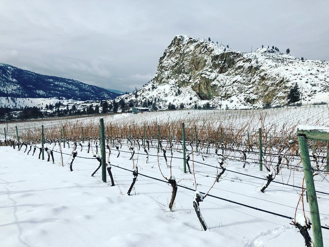 Pinot Noir  Meyer Family Vineyards