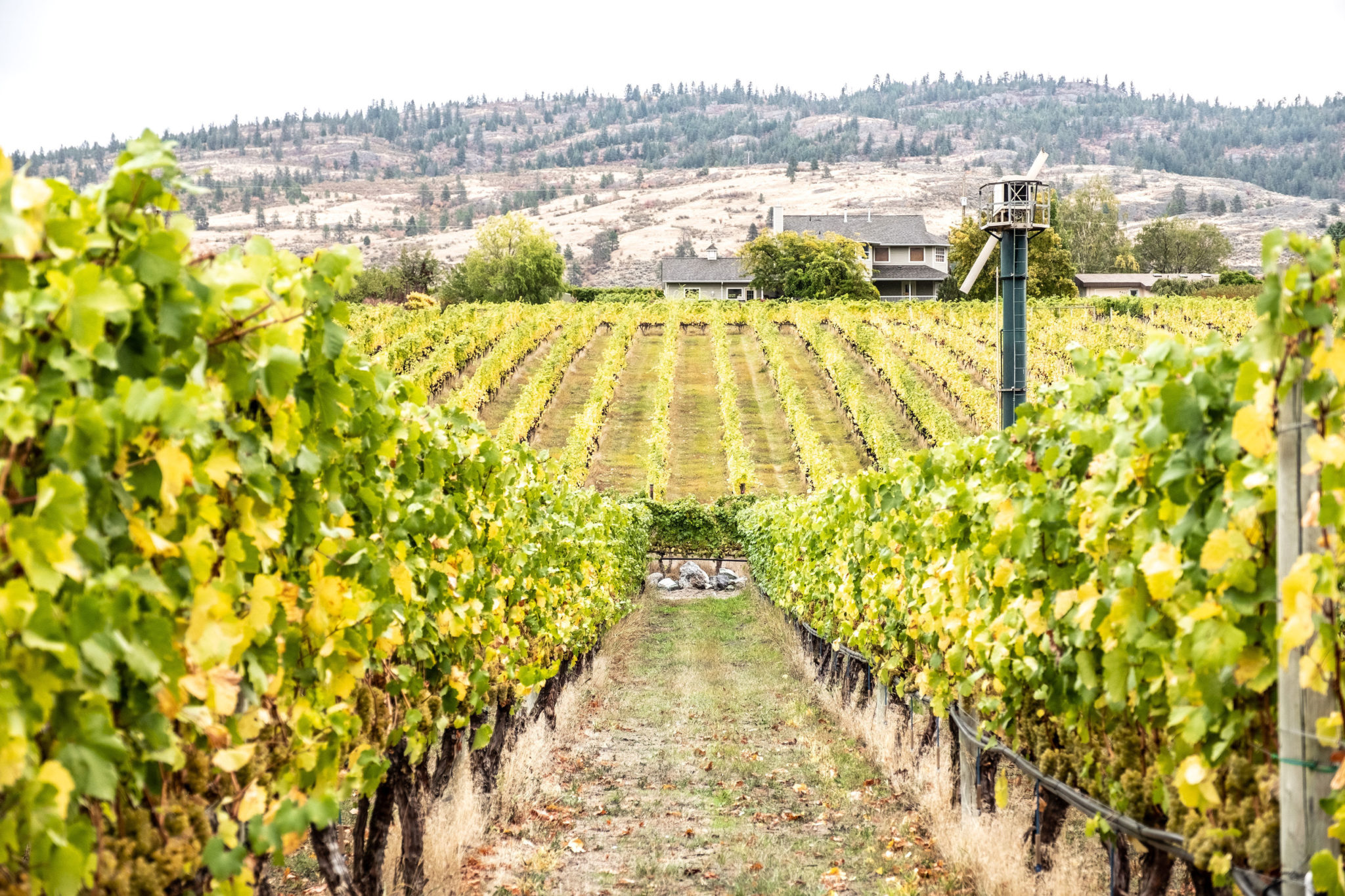 Spring Into BC Wine With Oliver Osoyoos Wine Country My VanCity